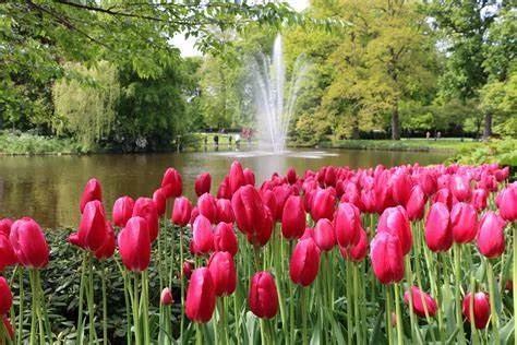 Keukenhof